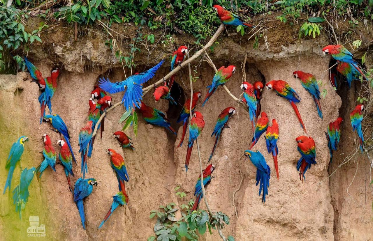 Monte Amazonico Lodge Tambopata ภายนอก รูปภาพ